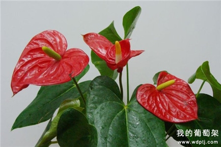 红掌叶子发黄的原因