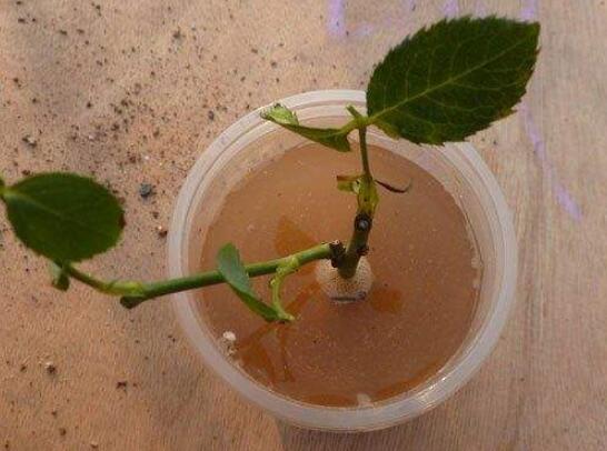月季花剪枝后插到土里能活吗？3个步骤扦插月季成活率100%