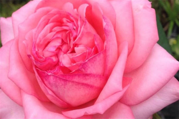 伊芙新娘月季花优缺点 如何养护