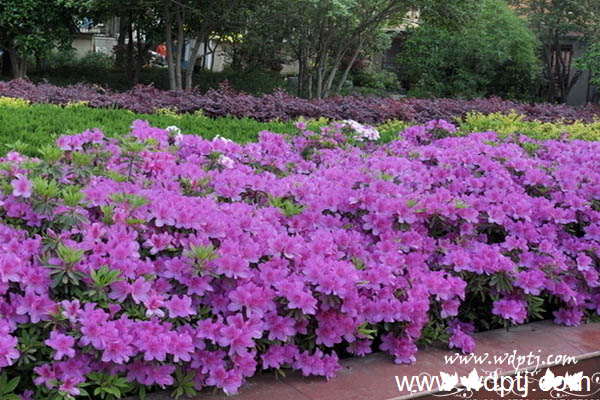 杜鹃花掉叶子怎么办_是怎么回事