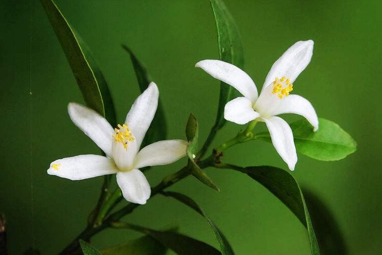 橘子花是栀子花吗？栀子花和橘子花有什么区别？