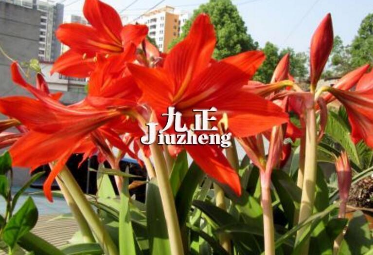 朱顶红叶子发黄怎么办