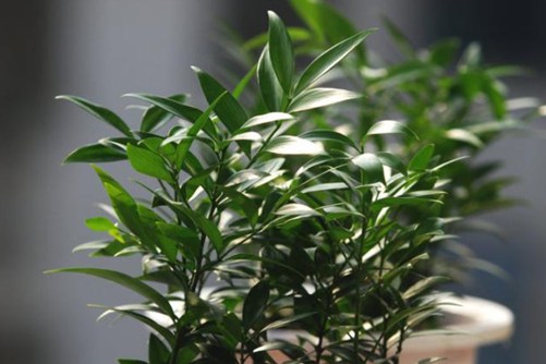 竹柏有毒吗？竹柏的功效与作用介绍