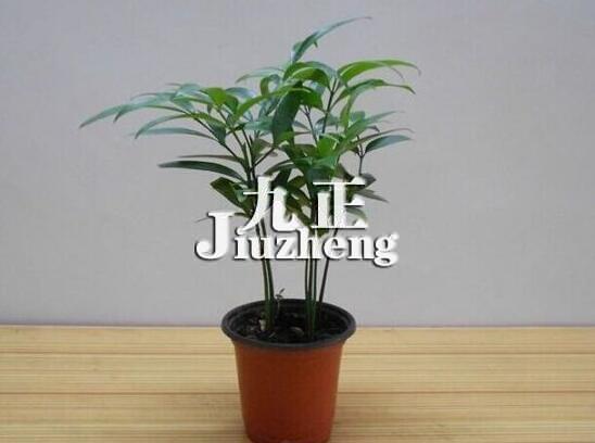竹柏有毒吗？竹柏的功效和作用