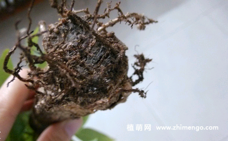 发财树烂根怎么处理，发财树烂根挽救救治方法