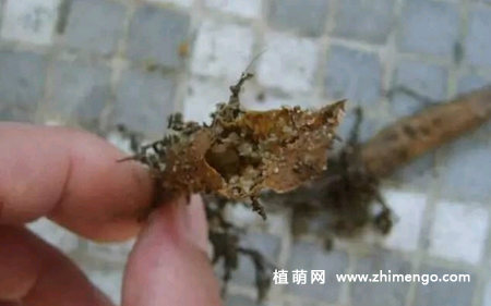 发财树烂根怎么处理，发财树烂根挽救救治方法