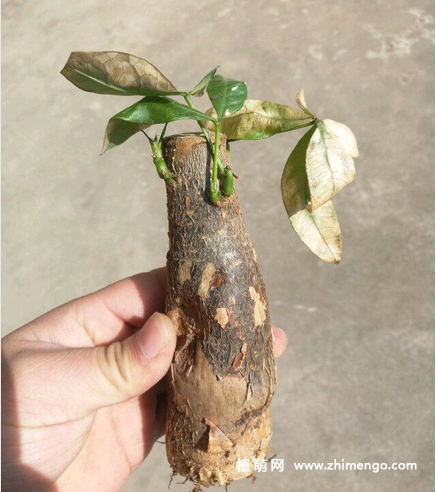 发财树烂根怎么处理，发财树烂根挽救救治方法