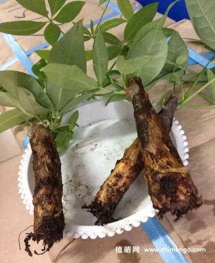 发财树烂根怎么处理，发财树烂根挽救救治方法