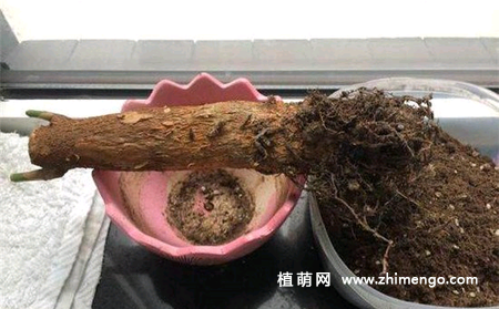 发财树烂根怎么处理，发财树烂根挽救救治方法