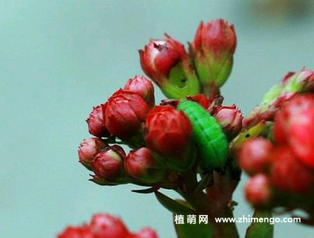 长寿花长虫怎么办，蚜虫、红蜘蛛、介壳虫防治