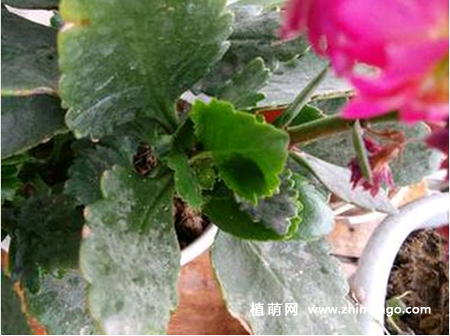 长寿花长虫怎么办，蚜虫、红蜘蛛、介壳虫防治