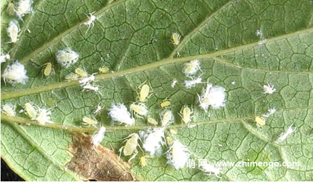 长寿花长虫怎么办，蚜虫、红蜘蛛、介壳虫防治