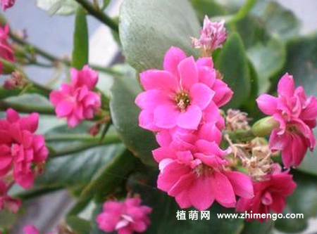 长寿花长虫怎么办，蚜虫、红蜘蛛、介壳虫防治
