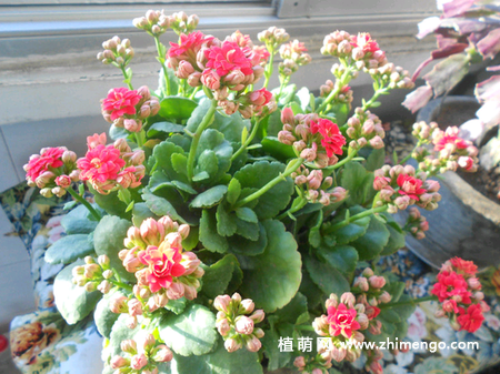 长寿花长虫怎么办，蚜虫、红蜘蛛、介壳虫防治