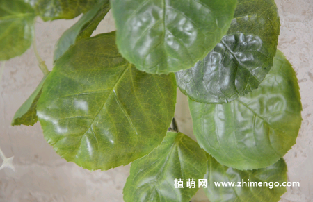 金钱兜叶子发黄怎么办，如何处理