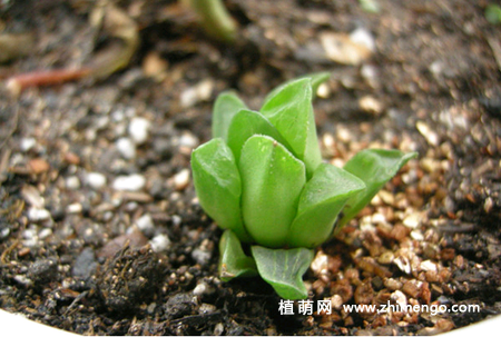 多肉植物水晶掌烂根怎么办？