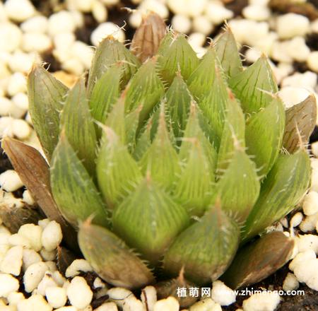 多肉植物水晶掌烂根怎么办？