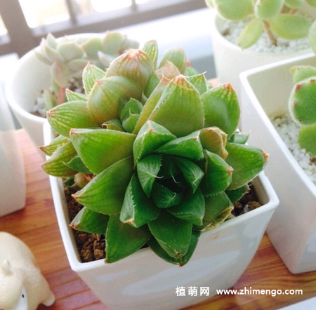 多肉植物水晶掌烂根怎么办？