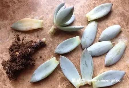 多肉植物黑腐、烂根了怎么办