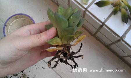 多肉植物黑腐、烂根了怎么办