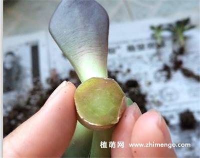 多肉植物黑腐、烂根了怎么办