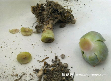 多肉植物黑腐、烂根了怎么办