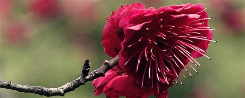梅花有哪些种类？十大梅花品种图片
