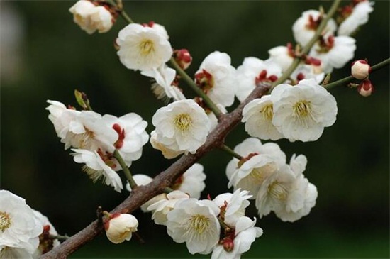 梅花有哪些种类？十大梅花品种图片