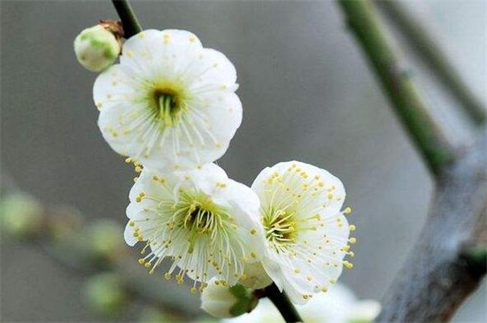 梅花有哪些种类？十大梅花品种图片
