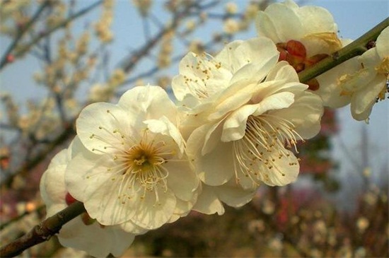 梅花有哪些种类？十大梅花品种图片