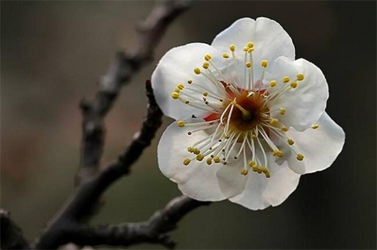 梅花有哪些种类？十大梅花品种图片