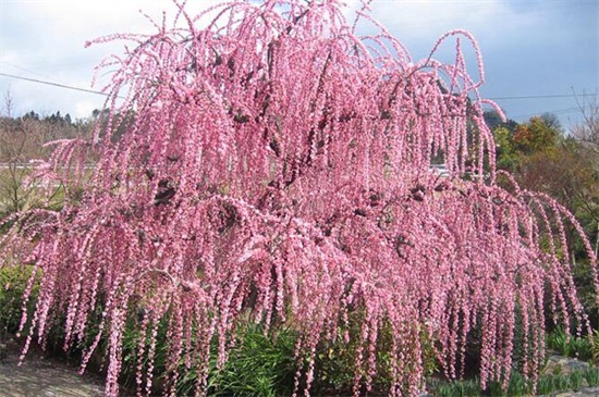 梅花有哪些种类？十大梅花品种图片