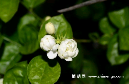 茉莉花不开花原因，茉莉花不开花怎么办