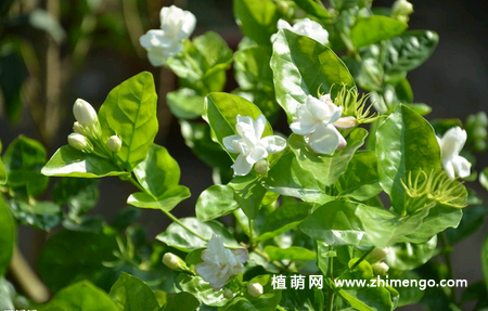 茉莉花不开花原因，茉莉花不开花怎么办