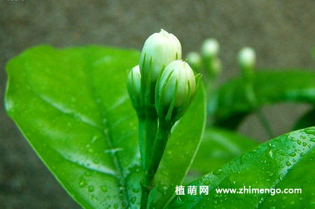 茉莉花不开花原因，茉莉花不开花怎么办