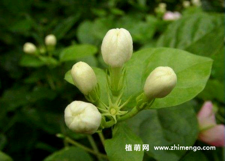 茉莉花不开花原因，茉莉花不开花怎么办