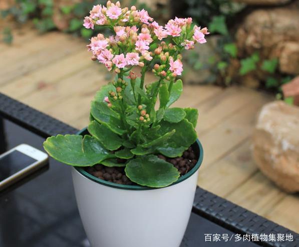 长寿花二十年老桩图片