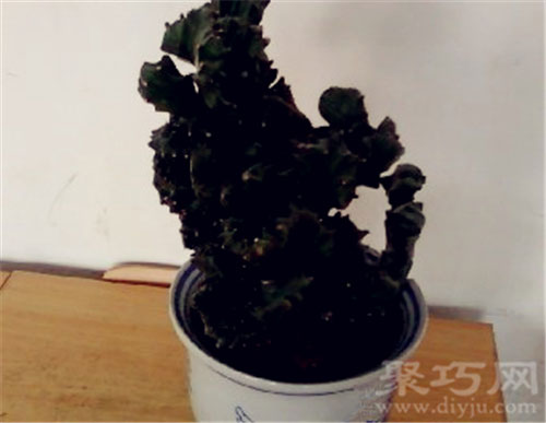 巨大秋麒麟 巨大秋麒麟花语