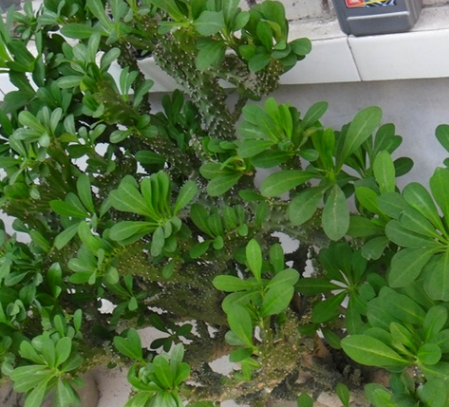 麒麟掌有毒能在家养吗 可以开花吗