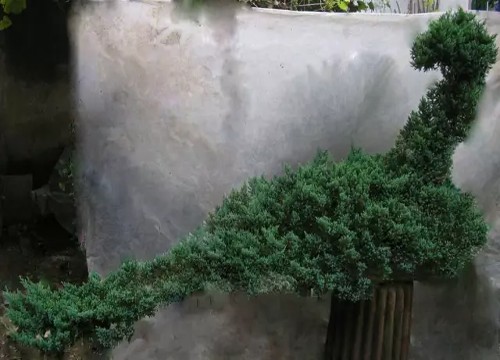 盆栽地柏造型方法
