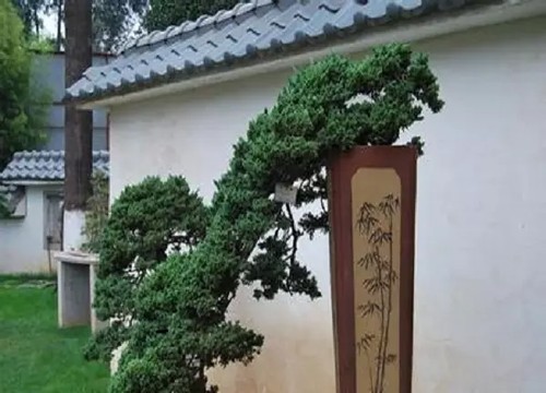 盆栽地柏造型方法