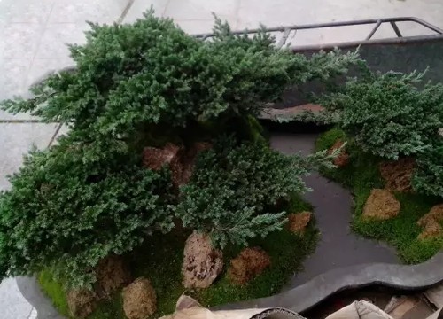 盆栽地柏造型方法