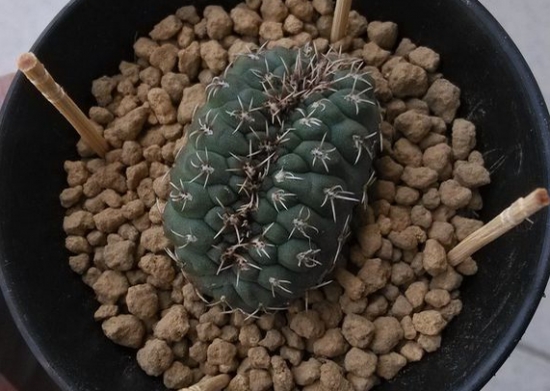 四个点帮您分析绯花玉不开花的原因