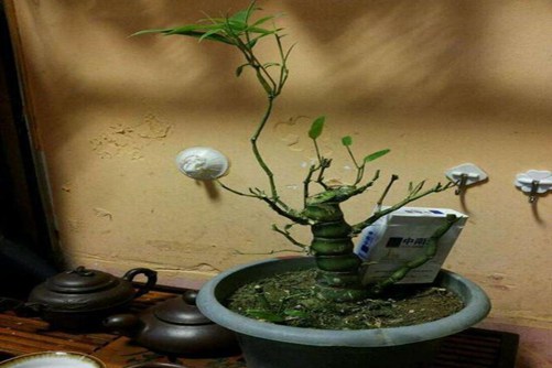 罗汉竹的风水作用,要想富贵高升摆放位置很重要
