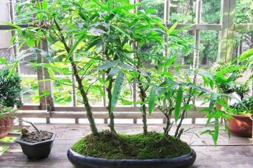 罗汉竹的风水作用,要想富贵高升摆放位置很重要