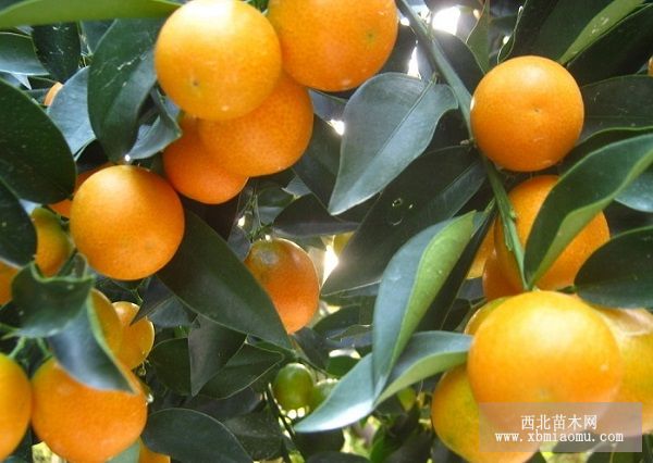 盆桔落花落果的原因及对策