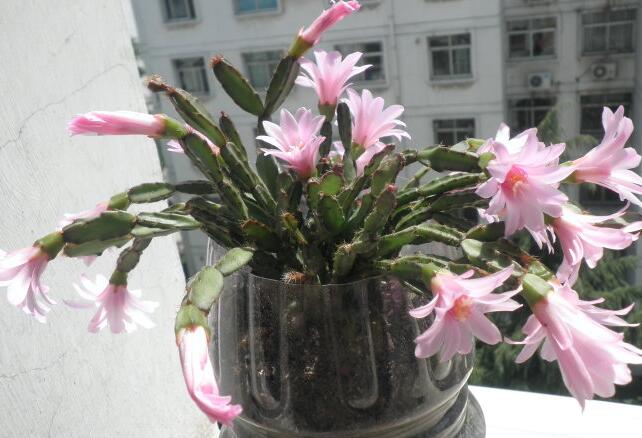 落花之舞用什么嫁接最好 怎么嫁接方法分享