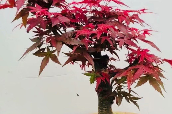 刚买的红枫树怎么养(红枫怎么养才长得好)