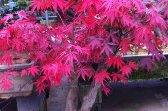 刚买的红枫树怎么养(红枫怎么养才长得好)