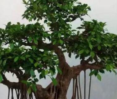 榕树盆景叶子发黄掉叶,榕树盆景怎么养？